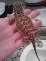 bearded dragon 009.jpg