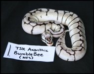 MTSKAxBee.5.jpg