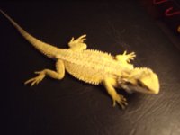 72 g beardie 006.jpg