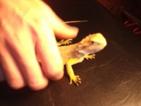 72 g beardie 007.jpg