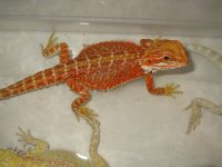 IMG_2998.JPG