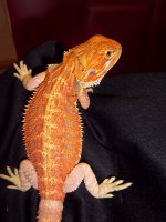 100_1203.jpg