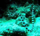 Sea snake 1.jpg