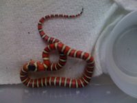 Arizona Mountain Kingsnake (hacthling) (2).jpg