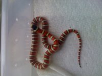 Arizona Mountain Kingsnake (hacthling).jpg