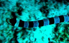 Sea snake 2.jpg