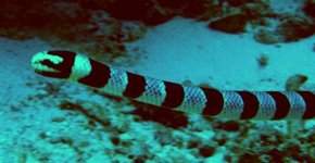Sea snake 3.jpg