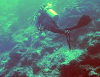 Sea snake and diver.jpg