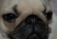 Mugsy.jpg