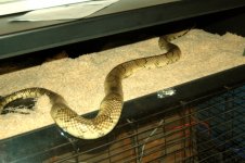 my super hypo female3.jpg my super hypo female3.jpg