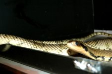 my super hypo female2.jpg my super hypo female2.jpg