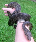 Kadavu make 1.jpg