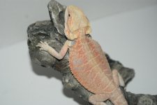 DSC04514.jpg