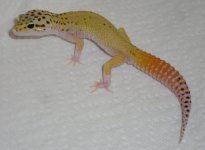 CTeclipsemale30grams.jpg