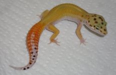 PSmaleCT29grams.jpg
