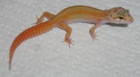 2011HOLDBACK.jpg