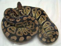 common pastel #14.jpg