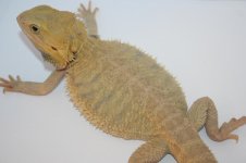 Citrus hypotrans male.JPG