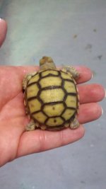 Sulcata_a copy.jpg