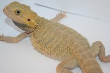citrus hypotrans male2.JPG