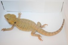 citrus hypotrans male1.JPG