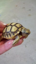 Sulcata_c copy.jpg