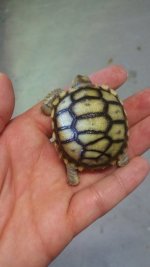 Sulcata_b copy.jpg