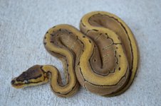 2011 snakes for sale 054 (500x333).jpg
