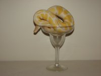 DSC08747.jpg