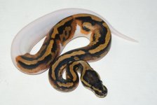 pied5m85.JPG
