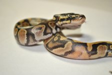 DSC_3646.jpg