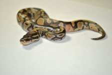 DSC_3640.jpg