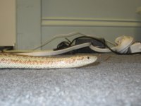 IMG_0063.jpg