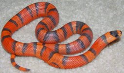 my female number 10 Sept .jpg