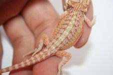 pink hypo het trans male1.JPG