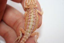 pink hypo het trans male.JPG