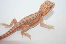 pink hypo het trans male2.JPG