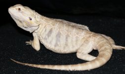 white hypo Leather.jpg