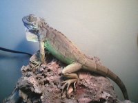 iguana2.JPG