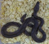 motley het albino 002.jpg