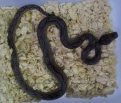 motley het albino 006.jpg