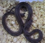 motley het albino 010.jpg