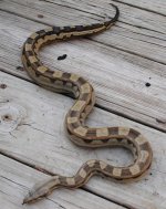 motley boa.jpg
