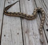 motley boa 2.jpg