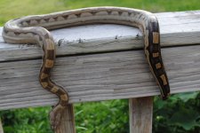 motley boa 3.jpg