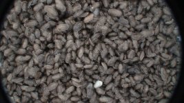 Small_Nymphs_1.jpg