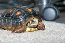 RedFootedTortoise.jpg