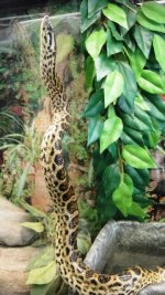 anaconda 2.JPG