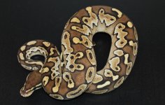 Lesser Male 2 WEB.jpg
