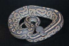 Hypo Cinnamon Male 1 (2) WEB.jpg